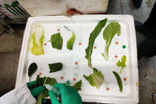 七里河区食品药品检验检测中心 强化食用农产品及食品快速检测 筑牢食品安全防线